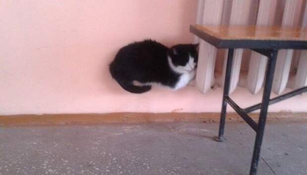 Кошки на батарее (18)