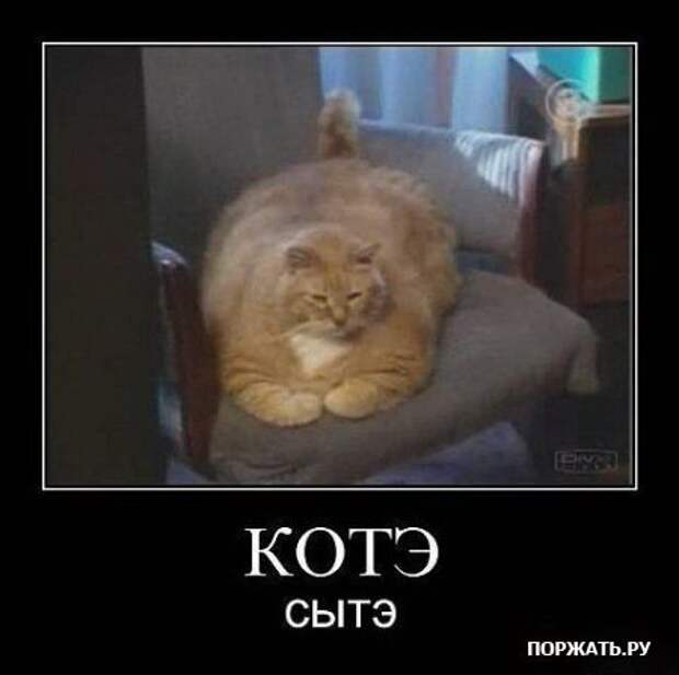 Демотиваторы про котэ (30 фотэ)