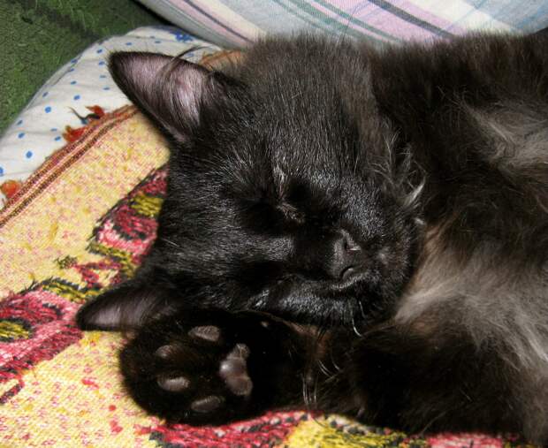 черный кот спит