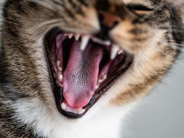 В Самаре бешеная кошка покусала девочку