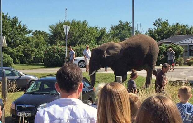 Рассвирепевший цирковой слон сорвался на автомобиле (9 фото) Рассвирепевший цирковой слон сорвался на автомобиле (9 фото)