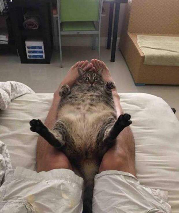КОТОприколы  (32 фото)