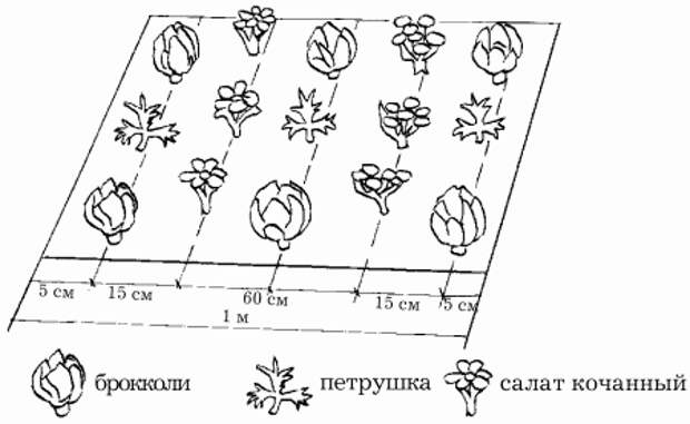 Схема посева салата