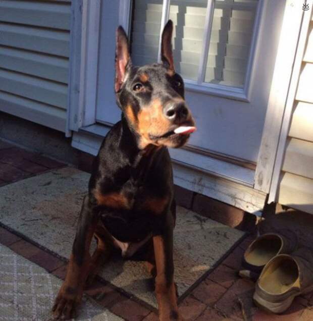 Забавности и оригинальности 42