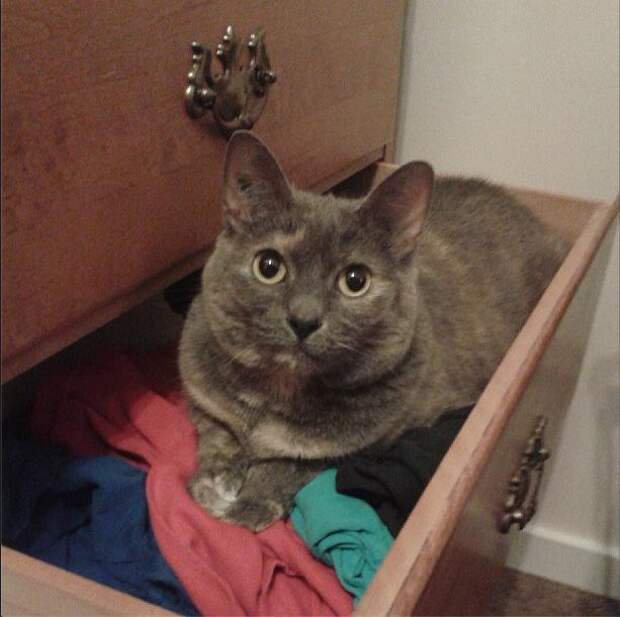кошки хозяйничают