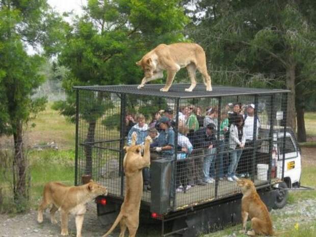 http://www.lubopiten.com/uploads/posts/2011-10/1317479956_funny-pictures-8.jpg