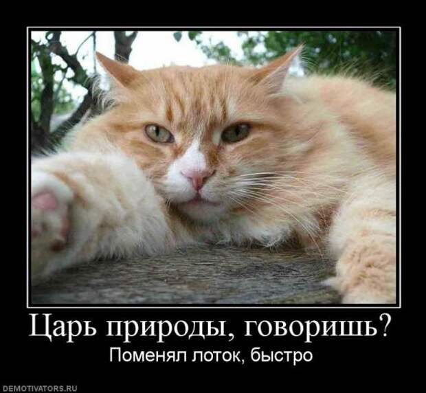 Демотиваторы