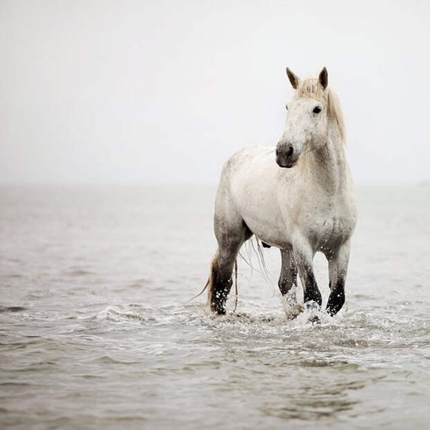 White Horse, Nature Photography, Horse Art, Animal, Water, Wildlife Art Print, Winter, Neutral, Minimal Wall Art - A Heart So White