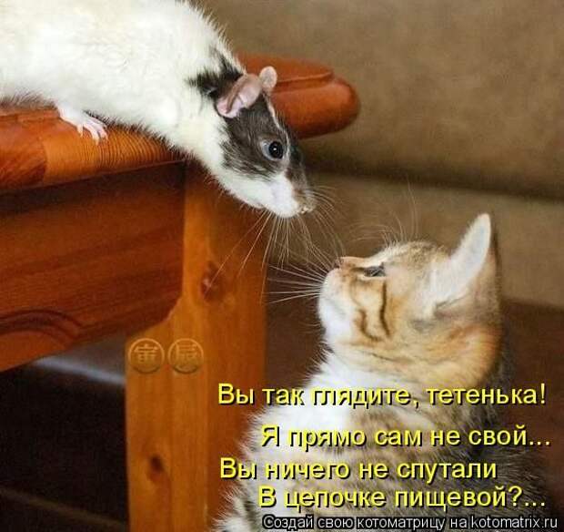 Лучшие котоматрицы недели