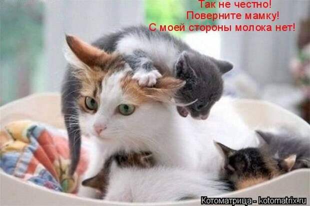 Лучшие котоматрицы недели