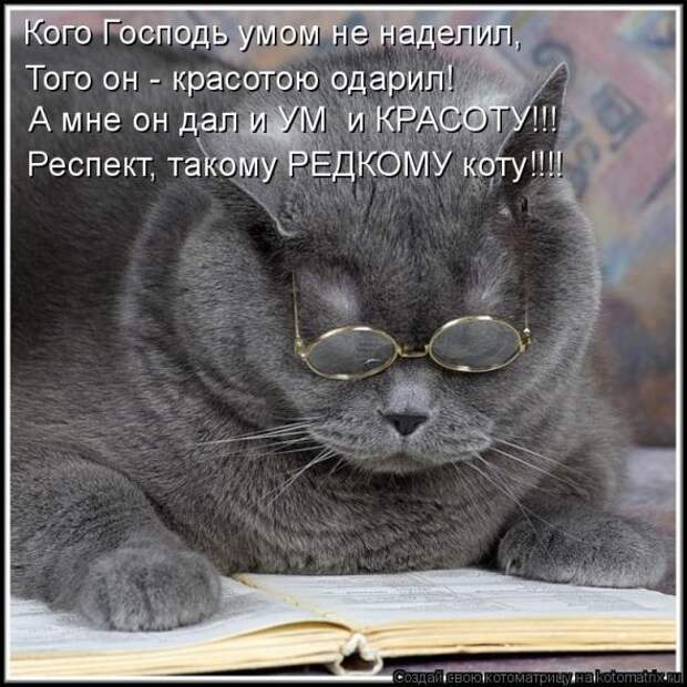 Котоматрица