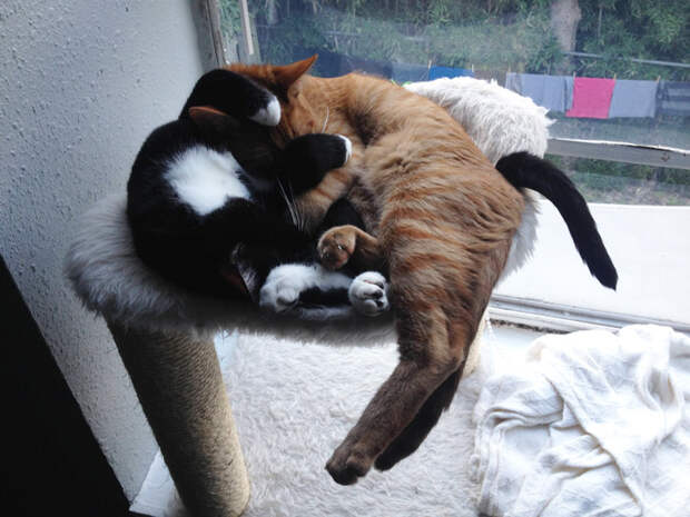 adopted-cats-sleeping-together-hammock-barnaby-stoche-19