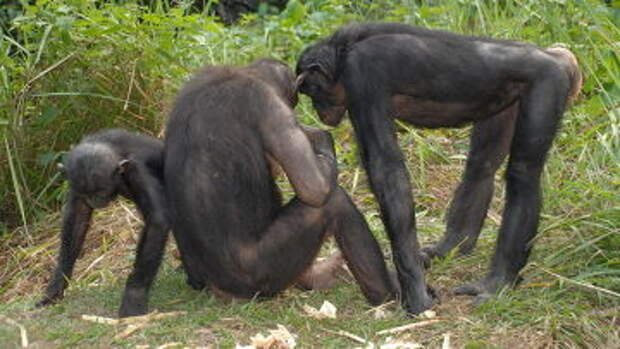 Карликовые шимпанзе