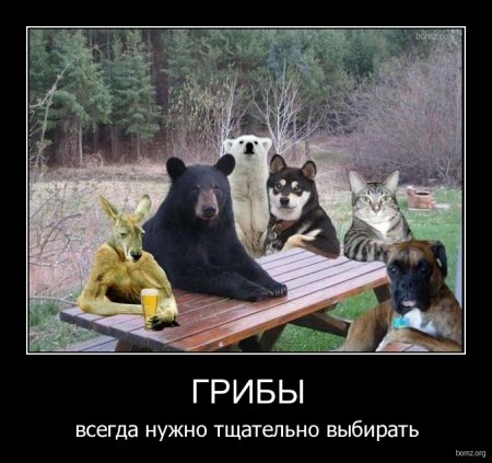 Пятничные демки, приколы в картинках и фото юмор.