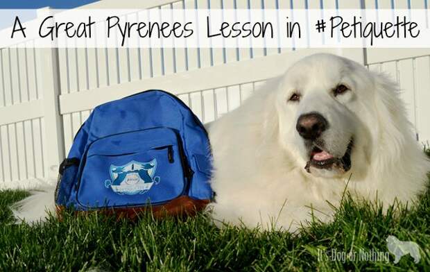 Is your dog-loving home guest ready? We're attending the Febreze school of #Petiquette to eliminate any pet odor.