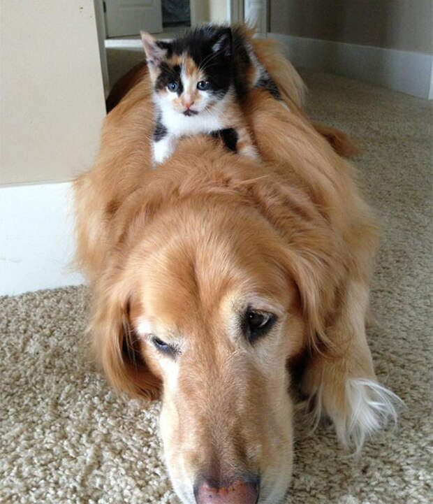 25-Gatos-aprovechandose-de-sus-amigos-peludos-18