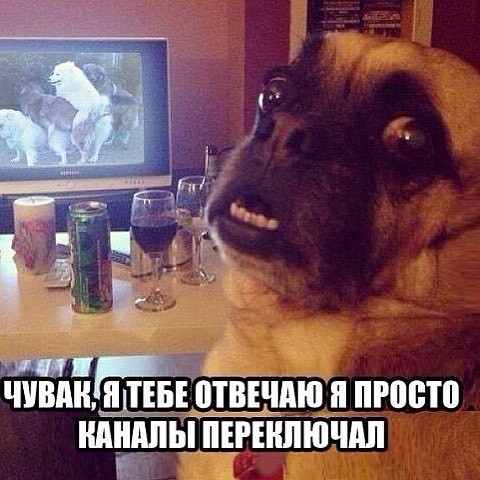 Заливай, заливай) животные, поймали, прикол