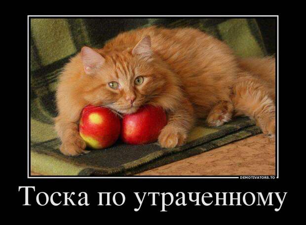 Демотиваторы демотиваторы, прикол, смех, юмор