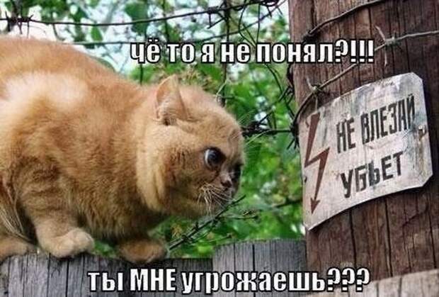 Смешные картинки с подписями катинки, прикол, юмор