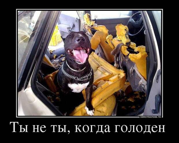 Демотиваторы демотиваторы, прикол, смех, юмор