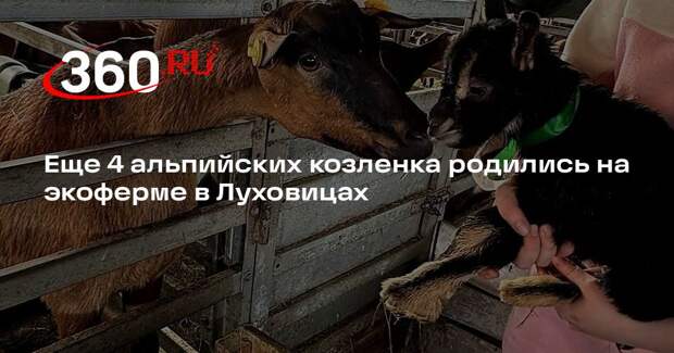 Еще 4 альпийских козленка родились на экоферме в Луховицах