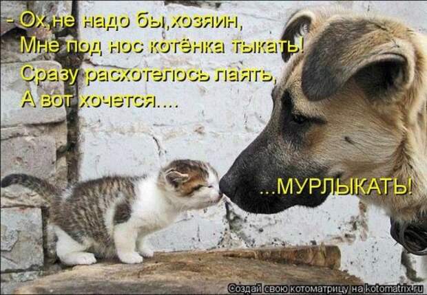 Котоматрица 26