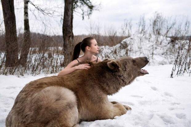 Фотографии моделей с 650-килограммовым медведем в заснеженном лесу Фотографии моделей с 650-килограммовым медведем в заснеженном лесу медведь, фото
