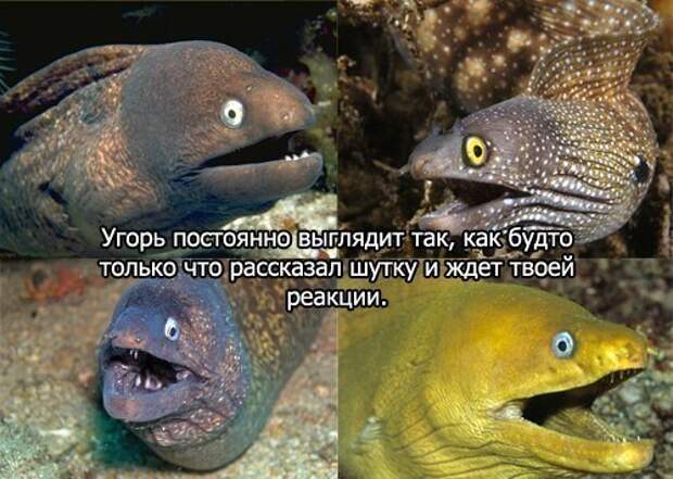 Смешные картинки с подписями  картинки, прикол, юмор