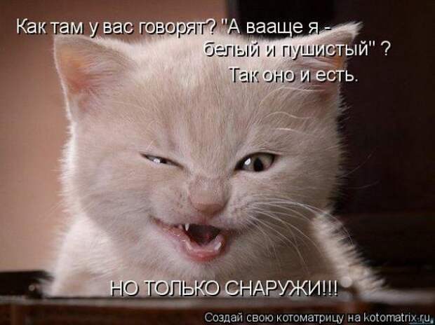 Котоматрица