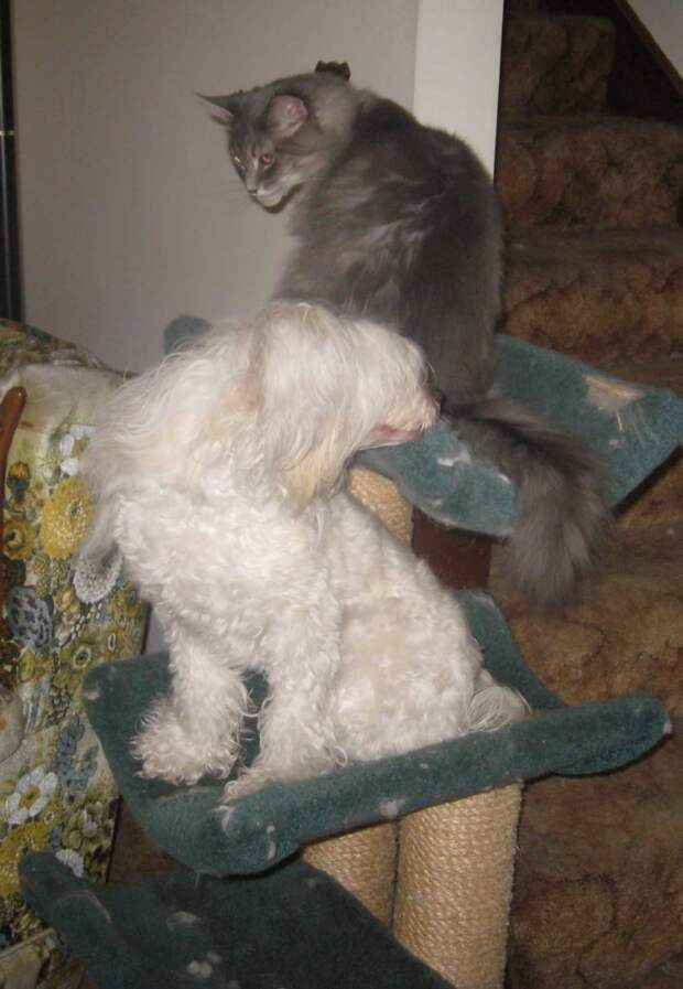 собаки на кошачьих деревьях (12)