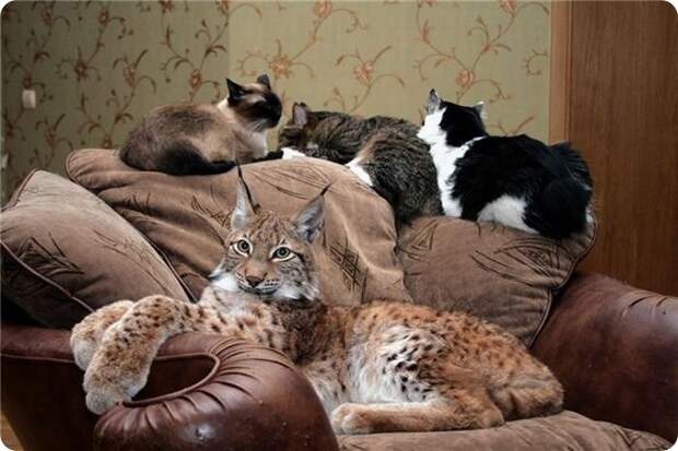 Pets