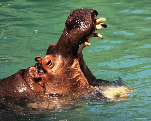 Бегемот, или гиппопотам (Hippopotamus amphibius), фото фотография картинка