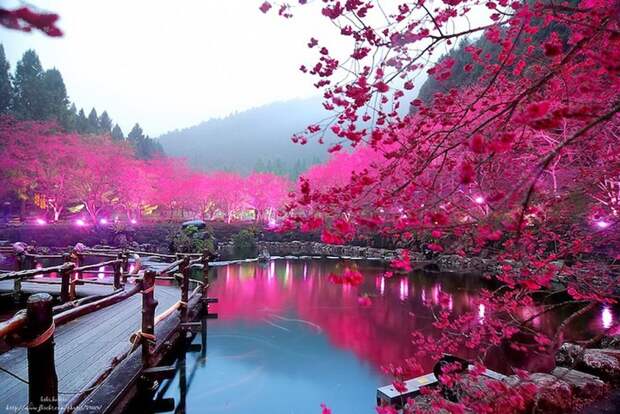 Cherry Blossom 1 800x535 Вишневый цвет