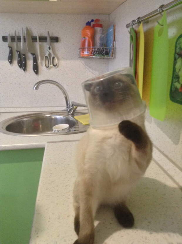 Забавные коты. часть 14 (30 фото)