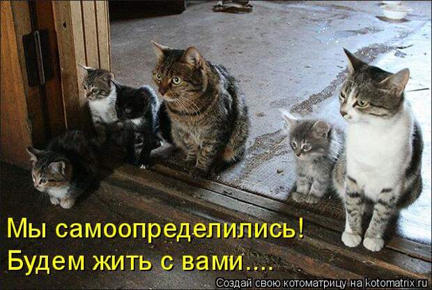 Котяры на приколе и их шаловливые друзья (35 фото)