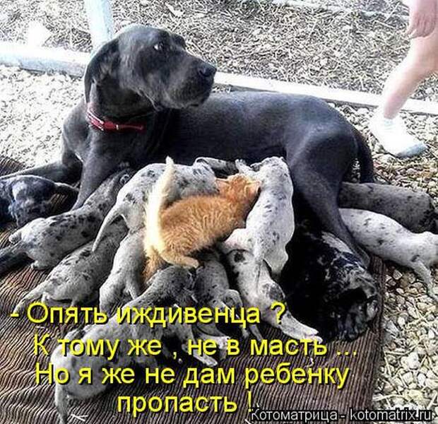 Лучшие котоматрицы недели (50 фото)