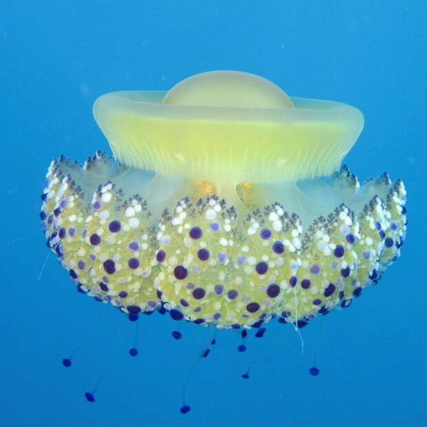 Jellyfish23 Самые красивые и яркие медузы