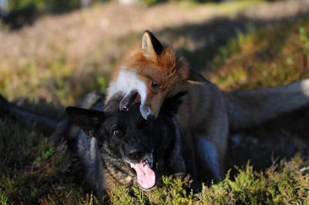 Sniffer fox and Tinni, дружба между лисой и собакой