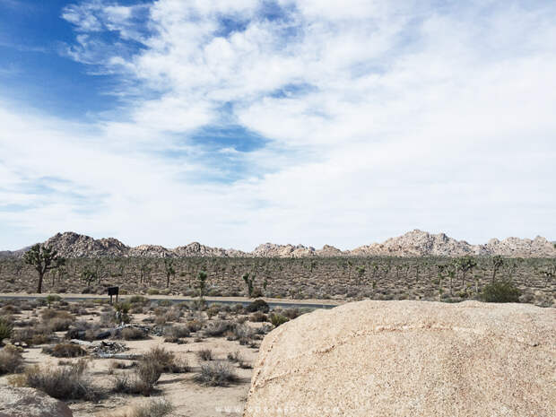 Joshua-Tree-National-Park-9.jpg