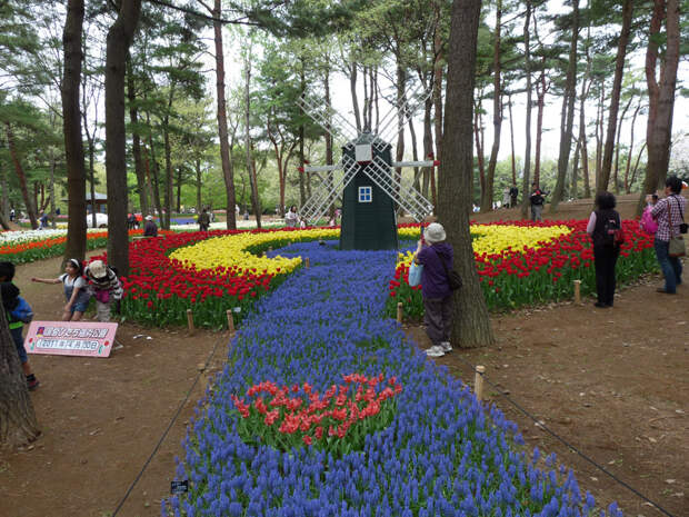 NewPix.ru - «Hitachi Seaside Park» сад цветов в Японии
