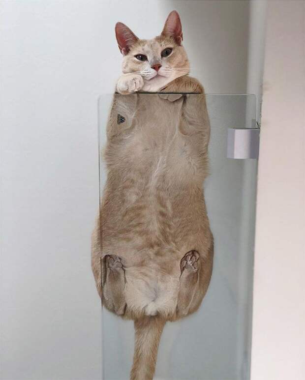 Забавный симбиоз котов и стеклянных столов