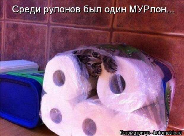 Новая котоматрица (36 фото)