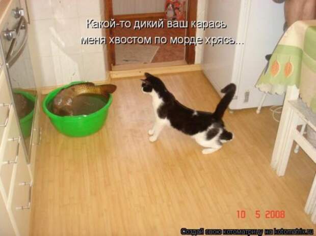 Котоматрицы (картинки с надписями)
