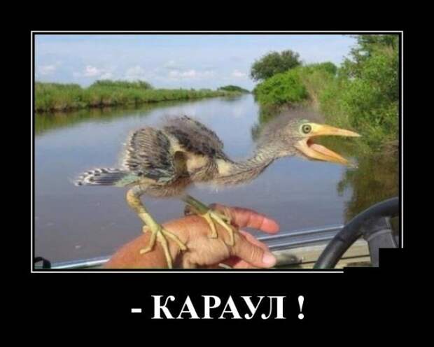 Демотиваторы (30 фото) Демотиваторы (30 фото)