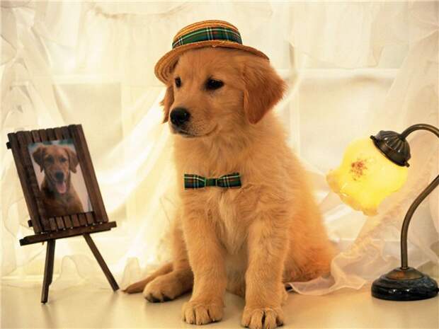 Photo Admiring a photo, animals, dogs - Dogs - Wallpapers, photografies, photo-wallpapers. Best quality