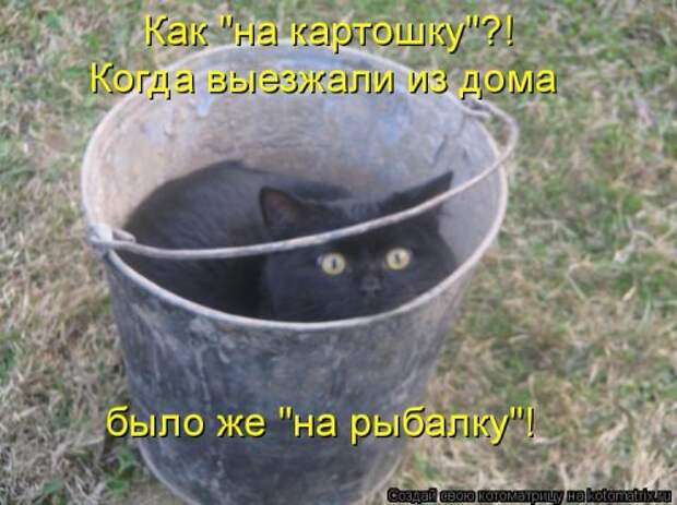 Свежая котоматрица (37 фото)