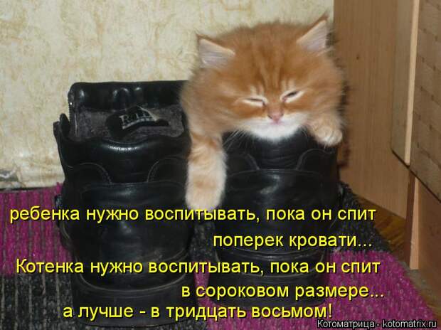 Котоматрица: ребенка нужно воспитывать, пока он спит поперек кровати... Котенка нужно воспитывать, пока он спит в сороковом размере... а лучше - в тридцать 