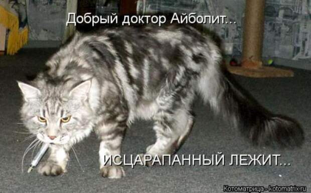 Котоматрицы(картинки с надписями)
