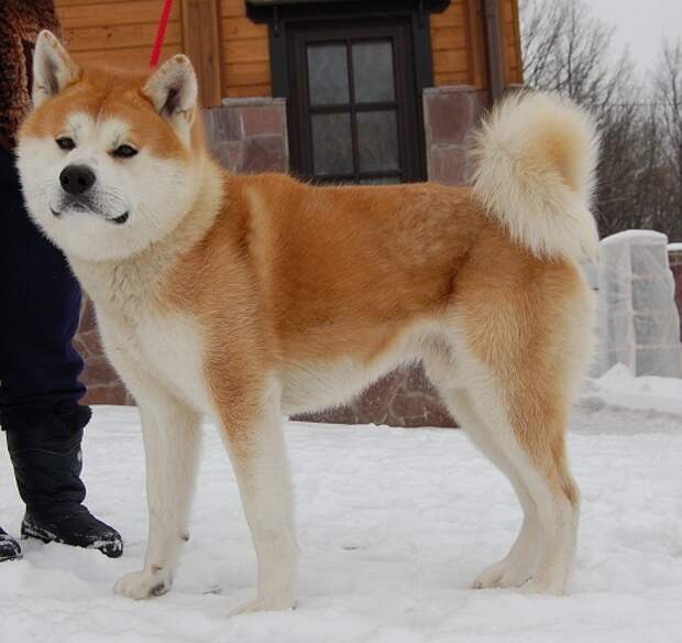 Пес