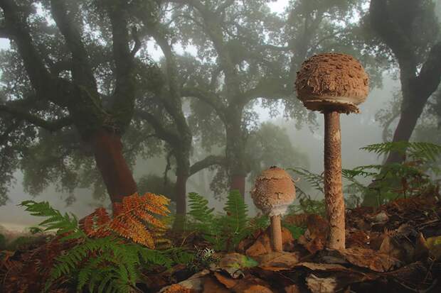 9. Lepiota Лепиота шероховатая. 9. Lepiota Лепиота шероховатая. грибы, интересное, фото